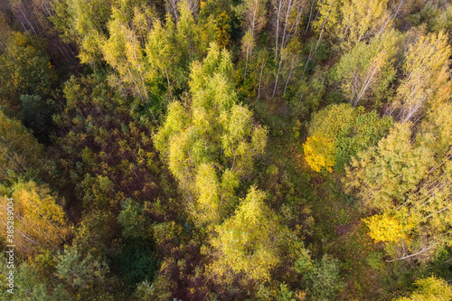 Aerial view of autumn forest or park