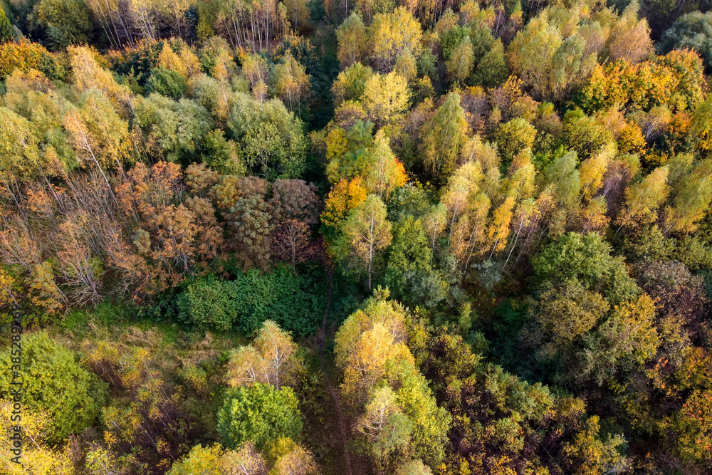 Aerial view of autumn forest or park Aerial view of autumn forest or park