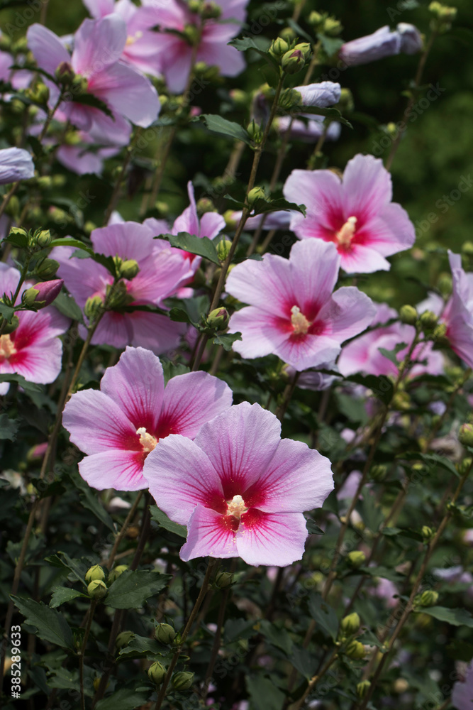 The beautiful rose of Sharon bloomed in the field
The beautiful rose of Sharon bloomed in the field