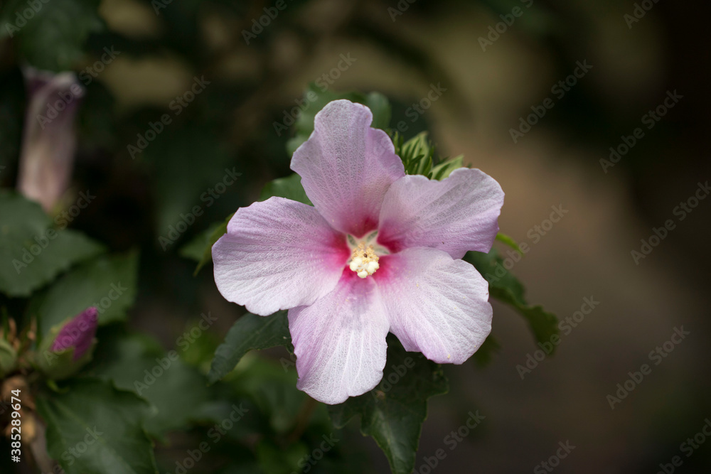 The beautiful rose of Sharon bloomed in the field
The beautiful rose of Sharon bloomed in the field