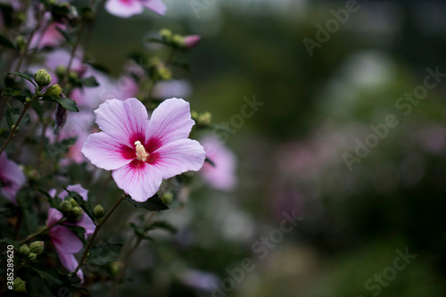 The beautiful rose of Sharon bloomed in the field 