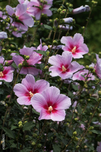 The beautiful rose of Sharon bloomed in the field
