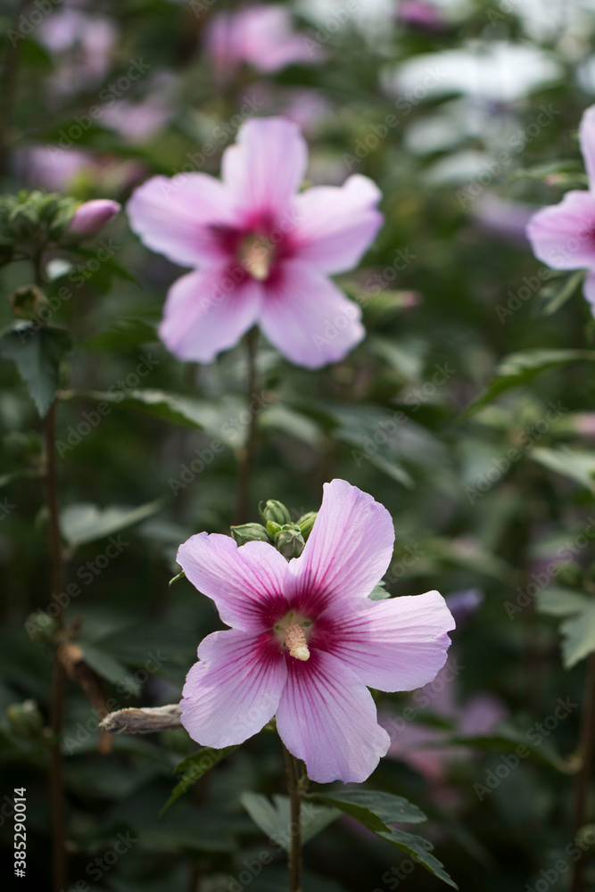 The beautiful rose of Sharon bloomed in the field
The beautiful rose of Sharon bloomed in the field