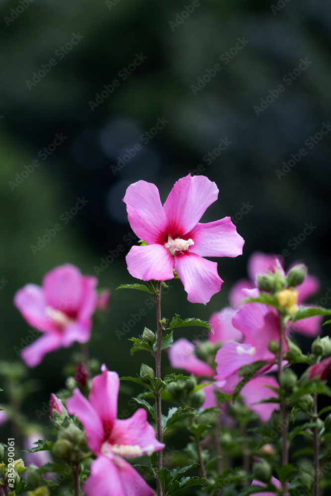 The beautiful rose of Sharon bloomed in the field
The beautiful rose of Sharon bloomed in the field