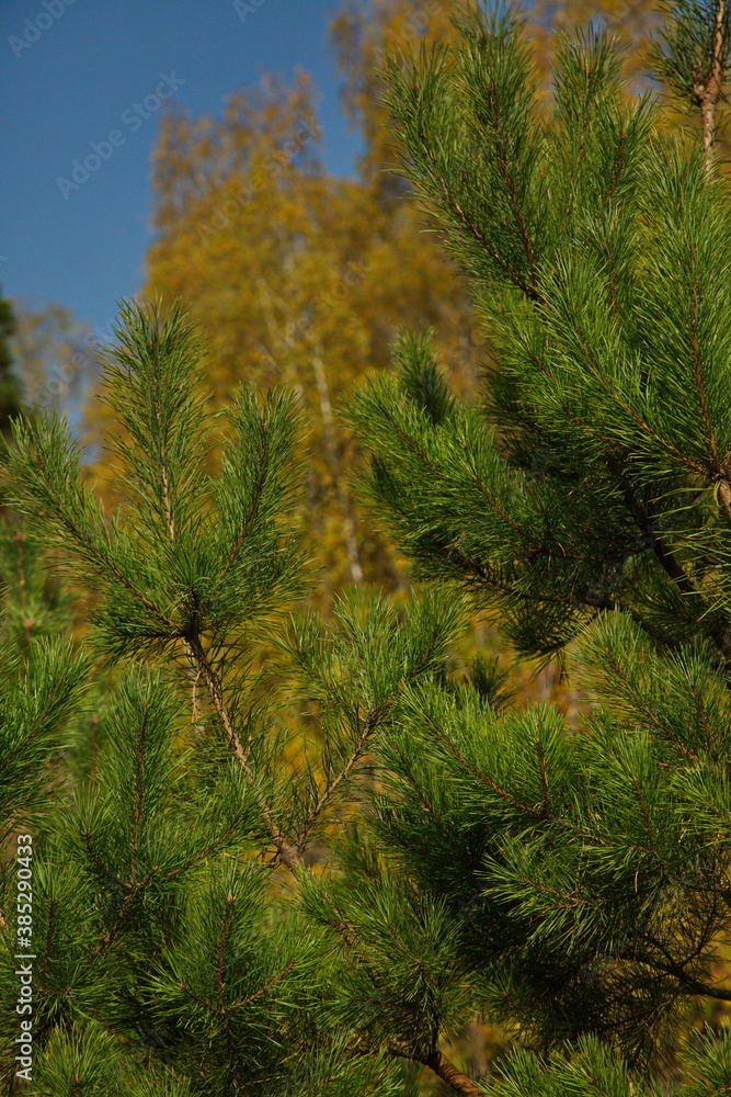 Young pine tree on the background of the autumn forest.