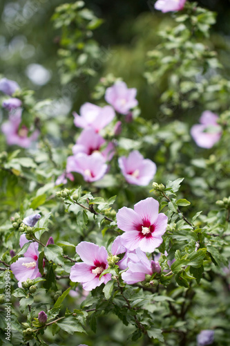 The beautiful rose of Sharon bloomed in the field
