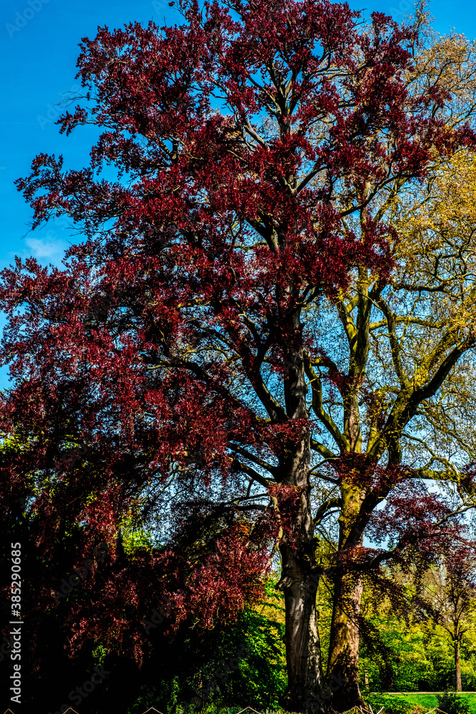 The forest surrounding Schloss Dyck in Germany The forest surrounding Schloss Dyck in Germany