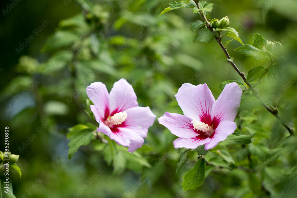 The beautiful rose of Sharon bloomed in the field
The beautiful rose of Sharon bloomed in the field