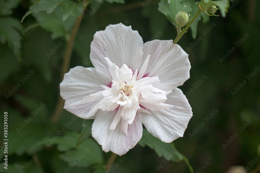 Obraz premium The beautiful rose of Sharon bloomed in the field 