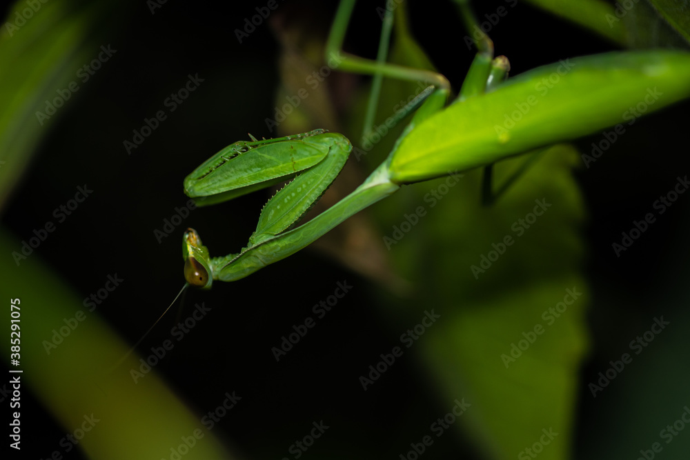 Beautiful green preying mantis