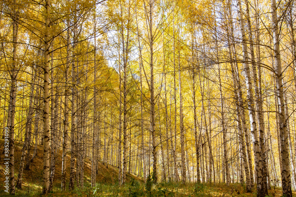 Autumn landscape. Beautiful birch trees. Walk in the birch forest. Natural background. Place to insert text. Autumn landscape. Beautiful birch trees. Walk in the birch forest. Natural background. Place to insert text.