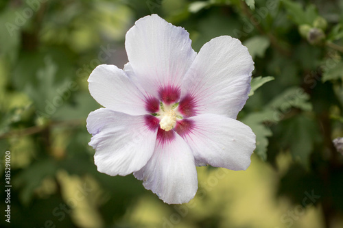 The beautiful rose of Sharon bloomed in the field 