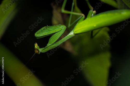 Beautiful green preying mantis