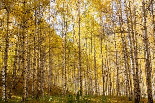 Autumn landscape. Beautiful birch trees. Walk in the birch forest. Natural background. Place to insert text.