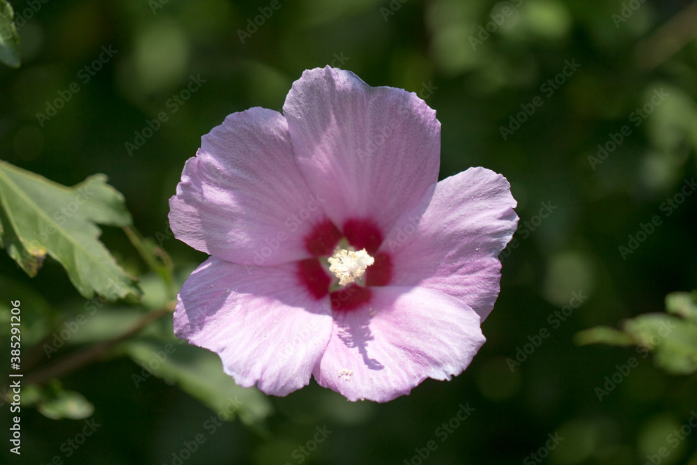 Fototapeta premium The beautiful rose of Sharon bloomed in the field 