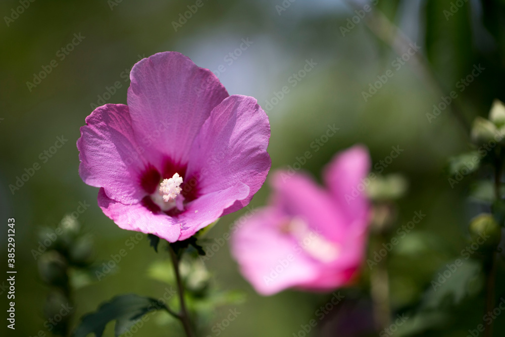 The beautiful rose of Sharon bloomed in the field
The beautiful rose of Sharon bloomed in the field