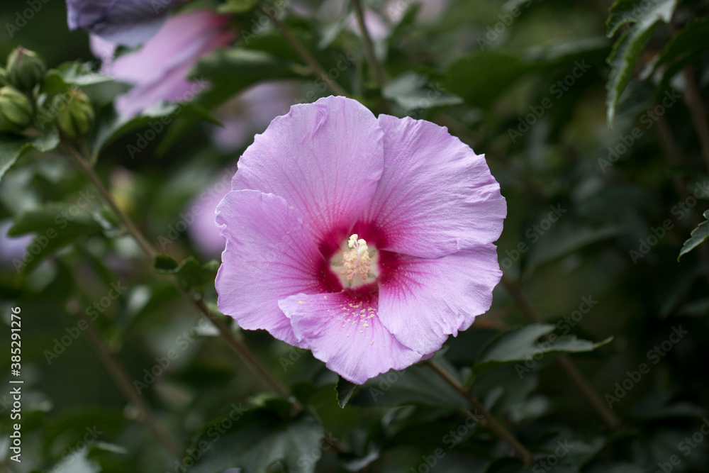 The beautiful rose of Sharon bloomed in the field
The beautiful rose of Sharon bloomed in the field