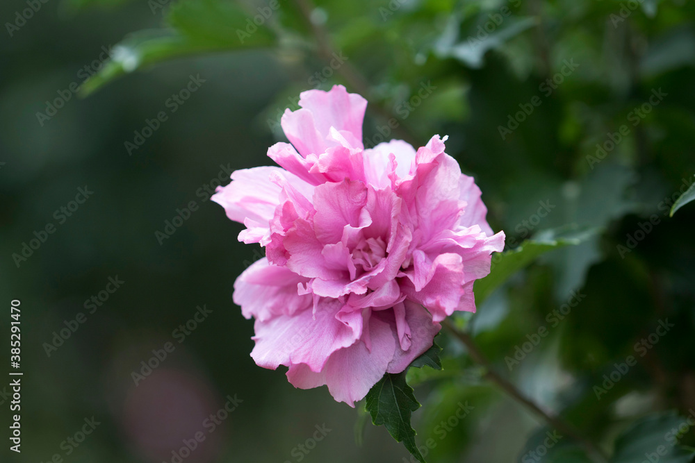 The beautiful rose of Sharon bloomed in the field
The beautiful rose of Sharon bloomed in the field
