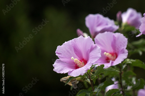 The beautiful rose of Sharon bloomed in the field
