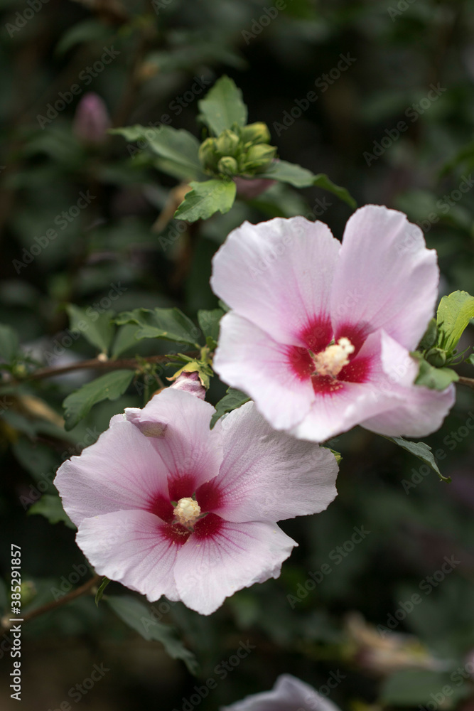 The beautiful rose of Sharon bloomed in the field
The beautiful rose of Sharon bloomed in the field