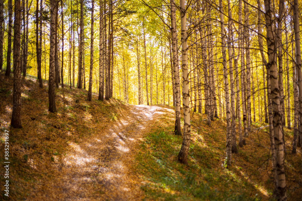 Autumn landscape. Beautiful birch trees. Walk in the birch forest. Natural background. Place to insert text.