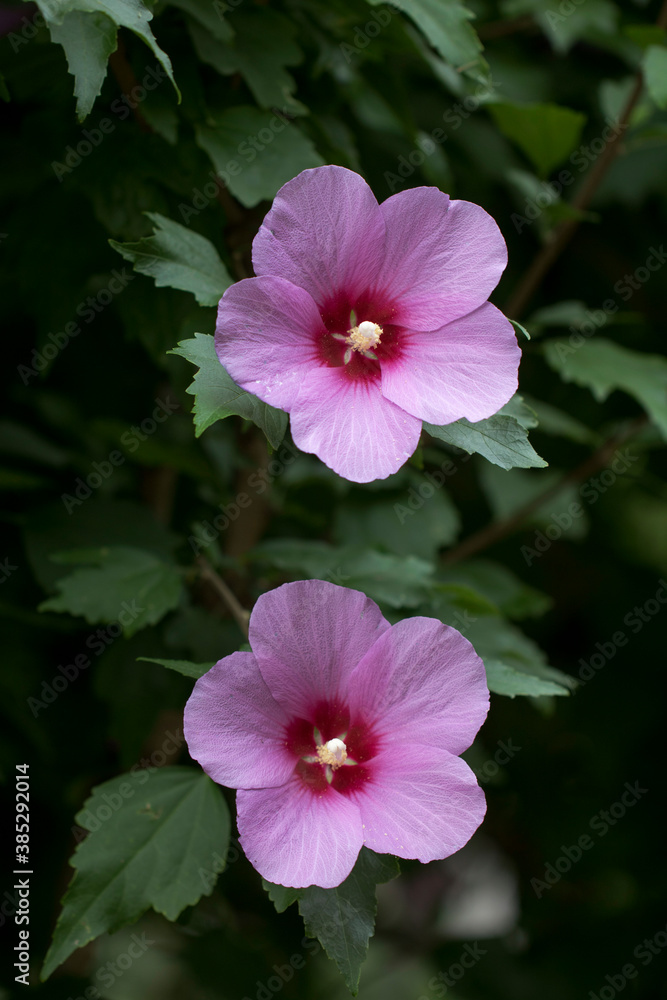 The beautiful rose of Sharon bloomed in the field
The beautiful rose of Sharon bloomed in the field
