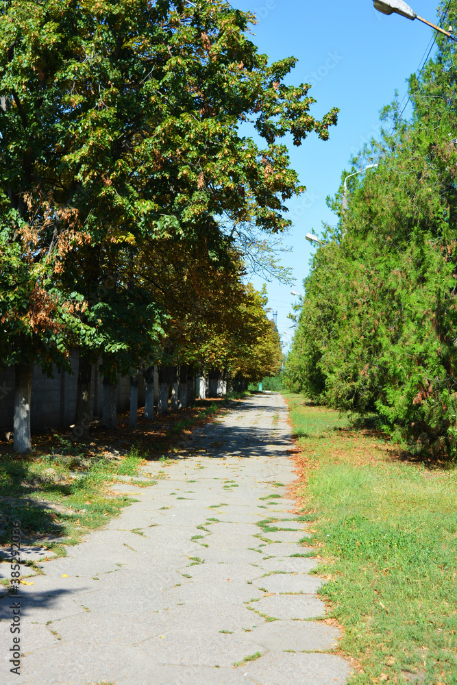 Nice alley with tall thujas and trees along the street in the city of Dnipro.