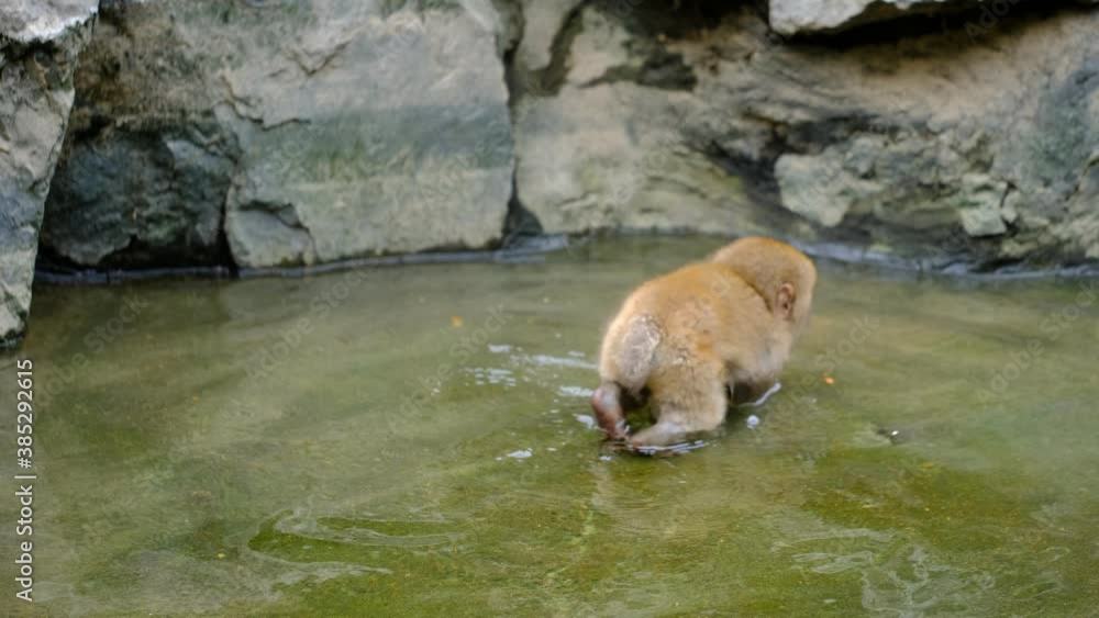 An extremely cute young snow monkey (Japanese Macaque), is trying to swim in a shallow water puddle, Nagano, Japan.