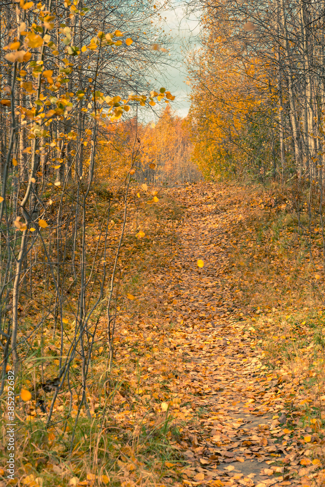 Forest road covered with fallen autumn leaves