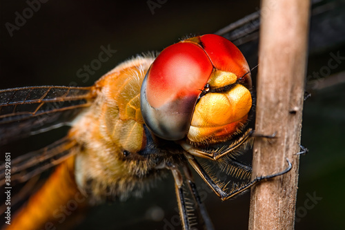 Beautiful macro shot of dragonfly focusing on head. © Boxyray