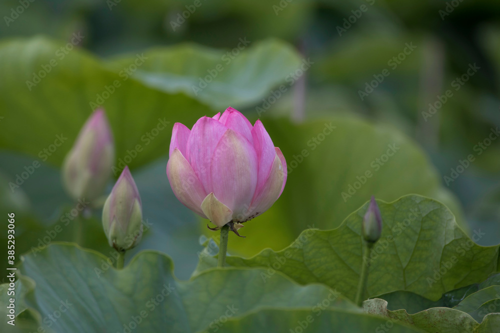 beautiful water lily and lotus
beautiful water lily and lotus