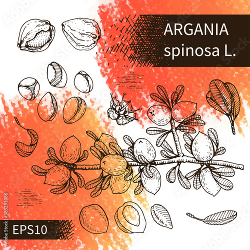 Tree branch argans with fruits, nuts argans in the skin, flower argans. Illustration is drawn by hand in the style of graphics, for use in packaging design or printing design.
