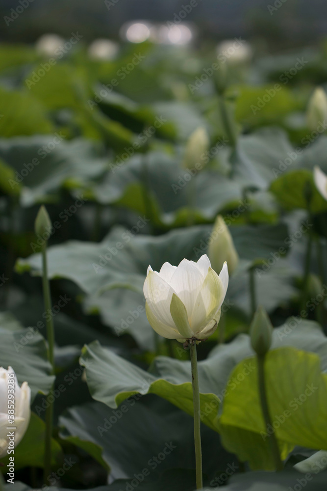 beautiful water lily and lotus
