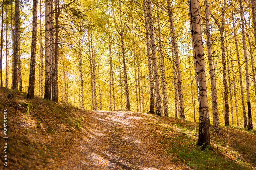 Obraz premium Autumn landscape. Beautiful birch trees. Walk in the birch forest. Natural background. Place to insert text.