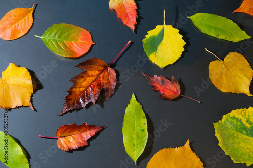 Autumn colorful leaves on a black background. Top view, close-up. Background for your design, poster, flyer.