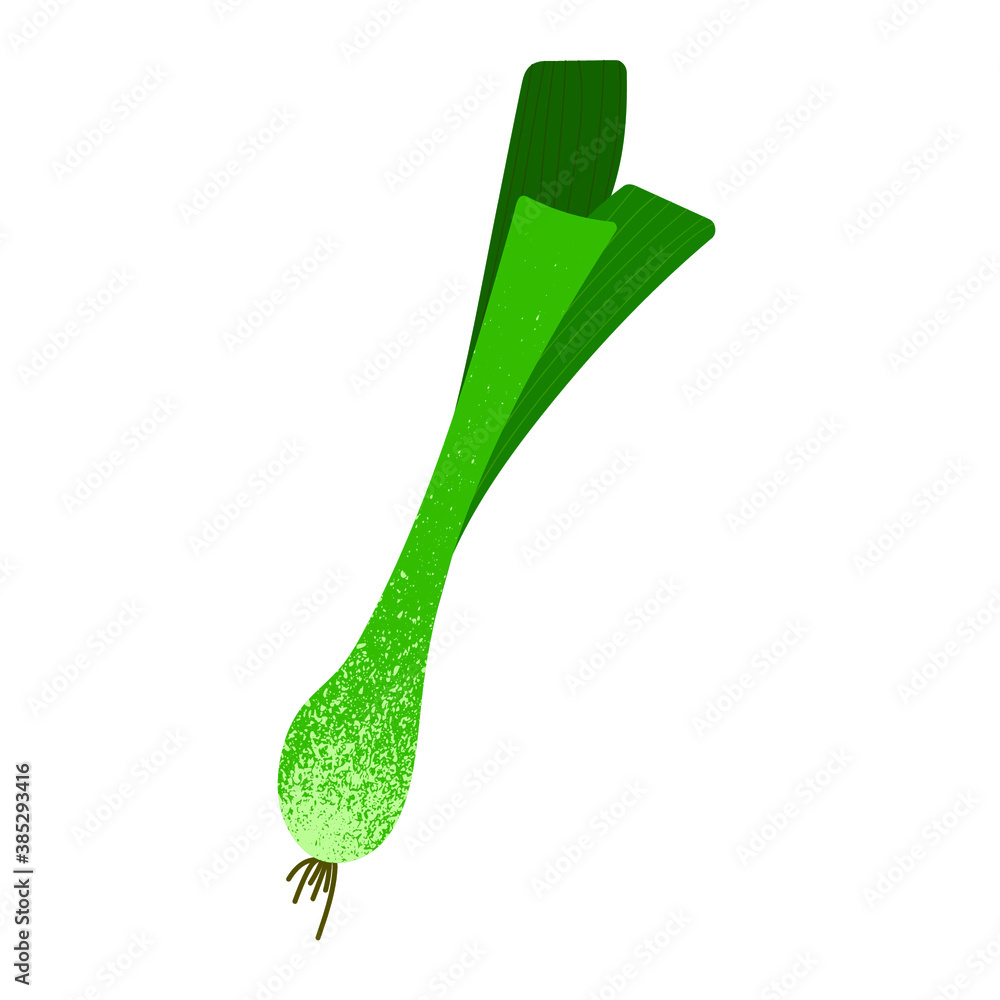 Vector illustration of whole spring onion isotated on white background. illustration with textures. Vector illustration of whole spring onion isotated on white background. illustration with textures.