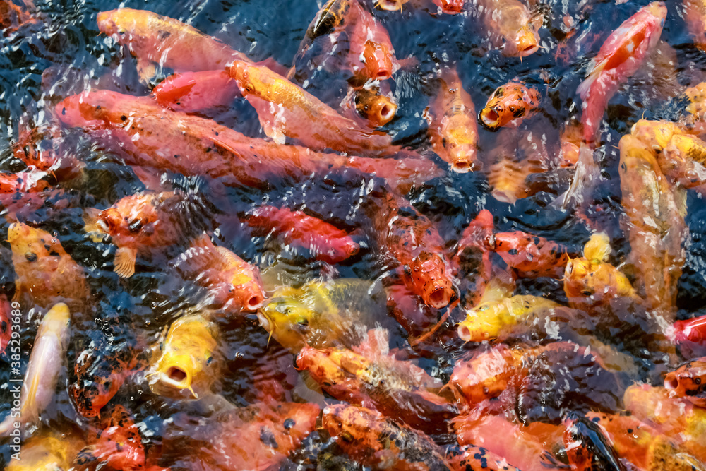 A lot of fish, colored carp in the pond swims. A lot of fish, colored carp in the pond swims.