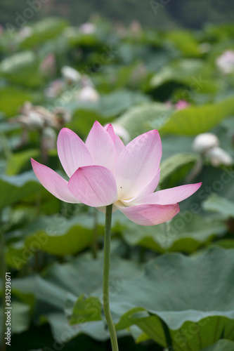 beautiful water lily and lotus 