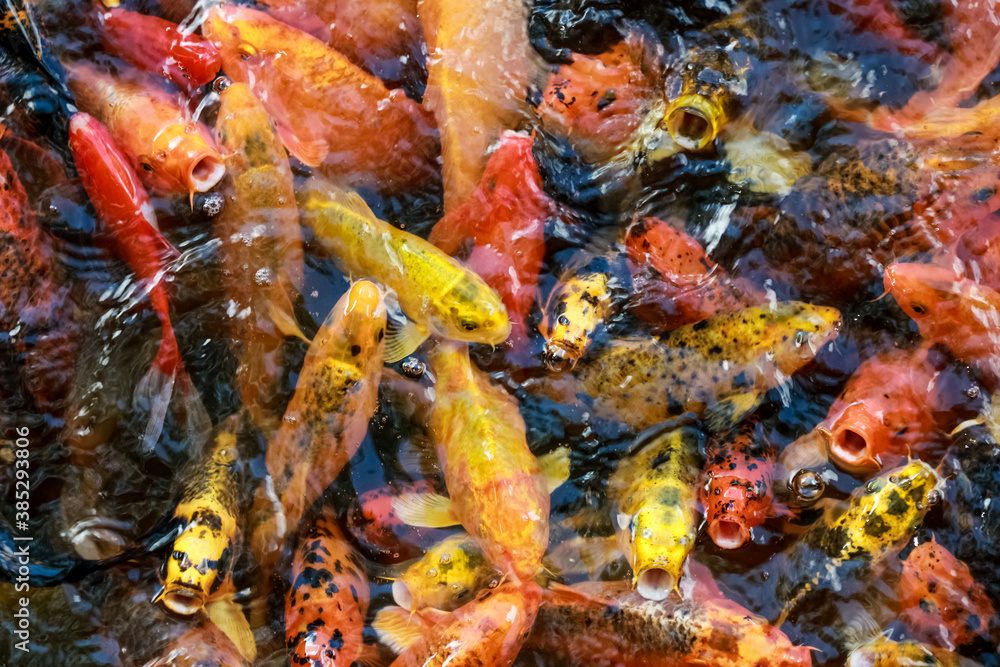 A lot of fish, colored carp in the pond swims. A lot of fish, colored carp in the pond swims.