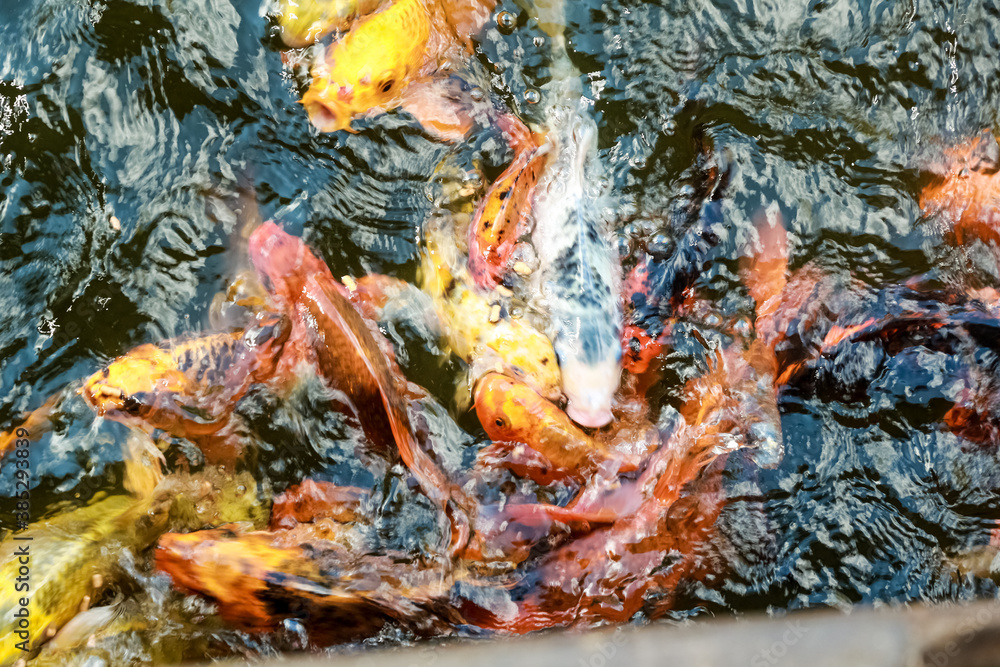 A lot of fish, colored carp in the pond swims.