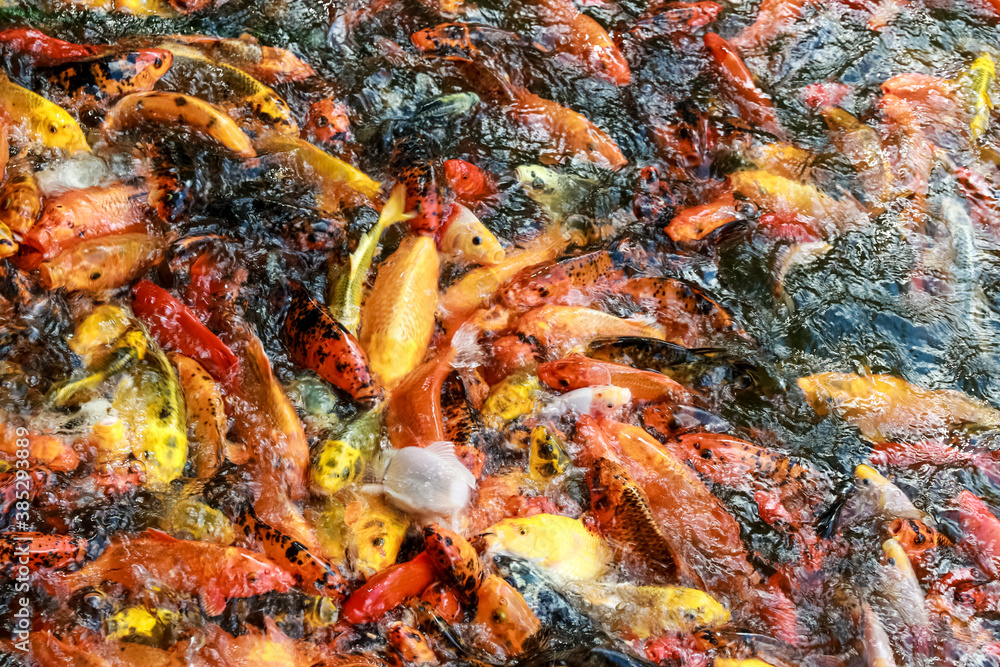 A lot of fish, colored carp in the pond swims. A lot of fish, colored carp in the pond swims.
