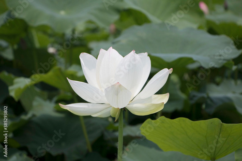 beautiful water lily and lotus 