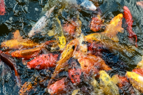 A lot of fish, colored carp in the pond swims.