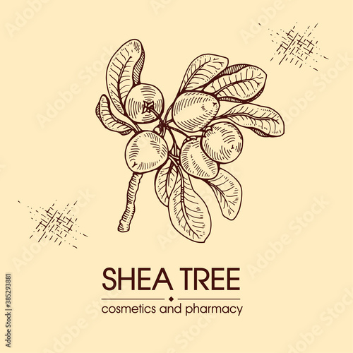Branch Shea tree with fruits, nuts, leaves and Shea butter. Detailed hand-drawn sketches, vector botanical illustration. For cosmetics, medicine, aromatherapy. For menu, label, packaging design.