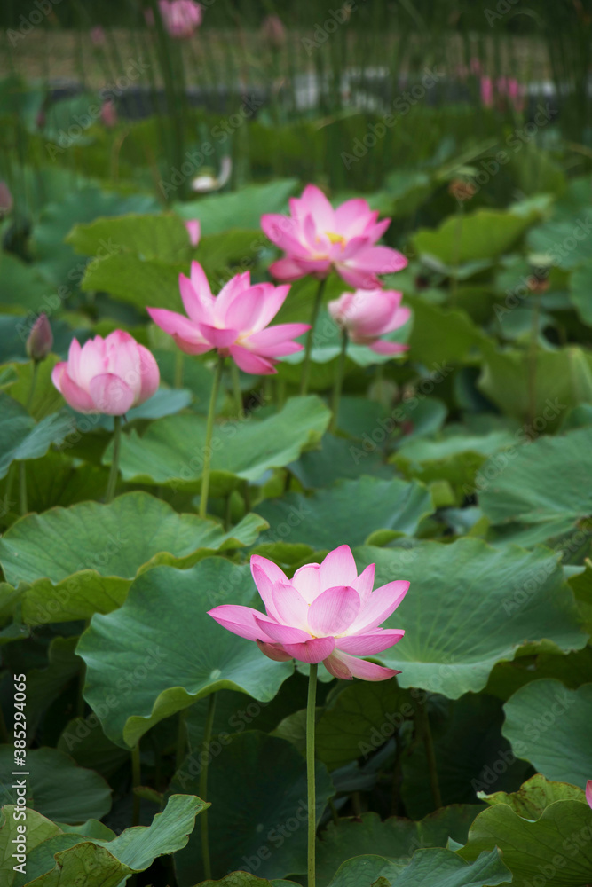 beautiful water lily and lotus
