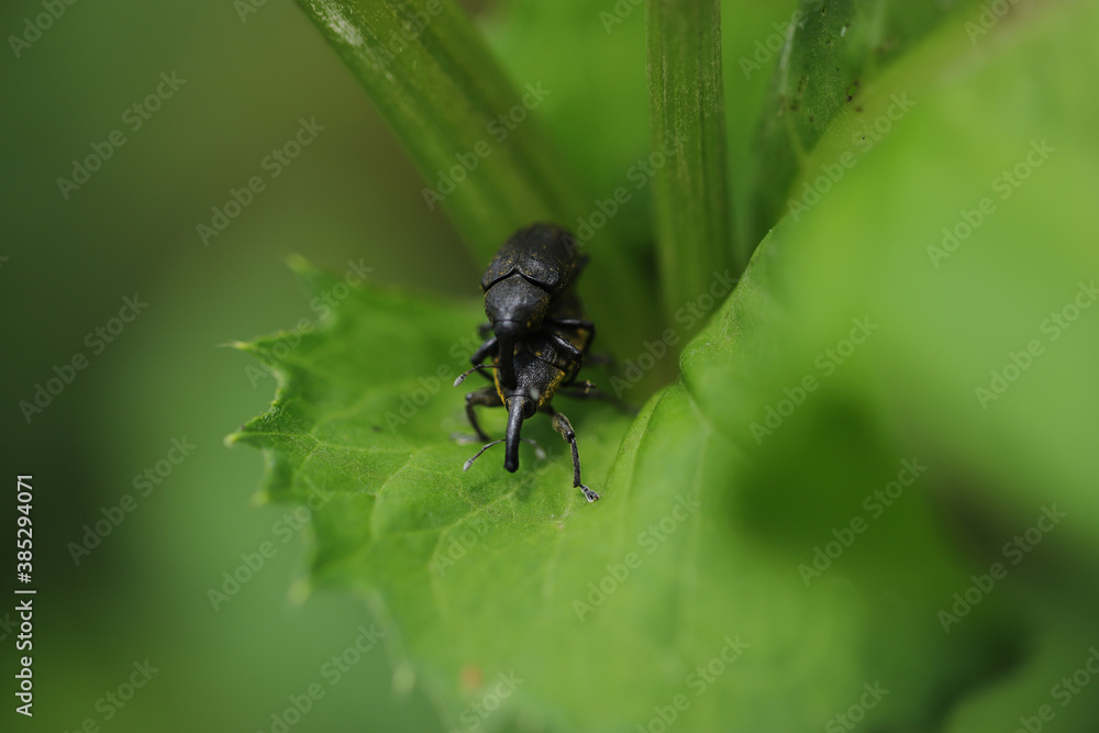 Liparus germanus small beetle very big Liparus germanus small beetle very big