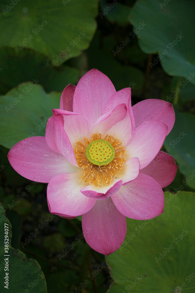 beautiful water lily and lotus
beautiful water lily and lotus