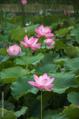 beautiful water lily and lotus 