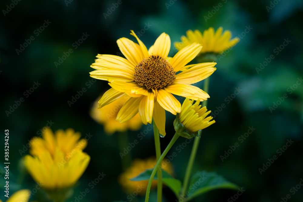 Fototapeta premium yellow flower in the garden