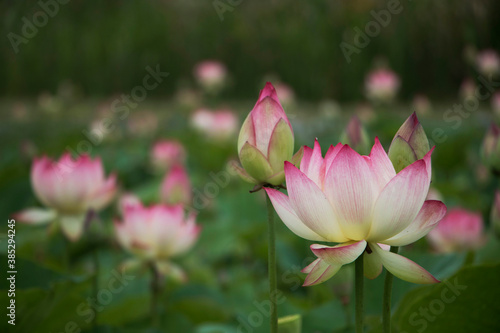 beautiful water lily and lotus 